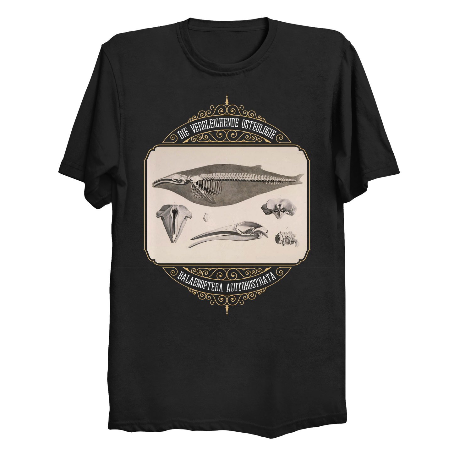 Common Minke Whale Osteology Big & Tall T-Shirt (3XL-6XL)