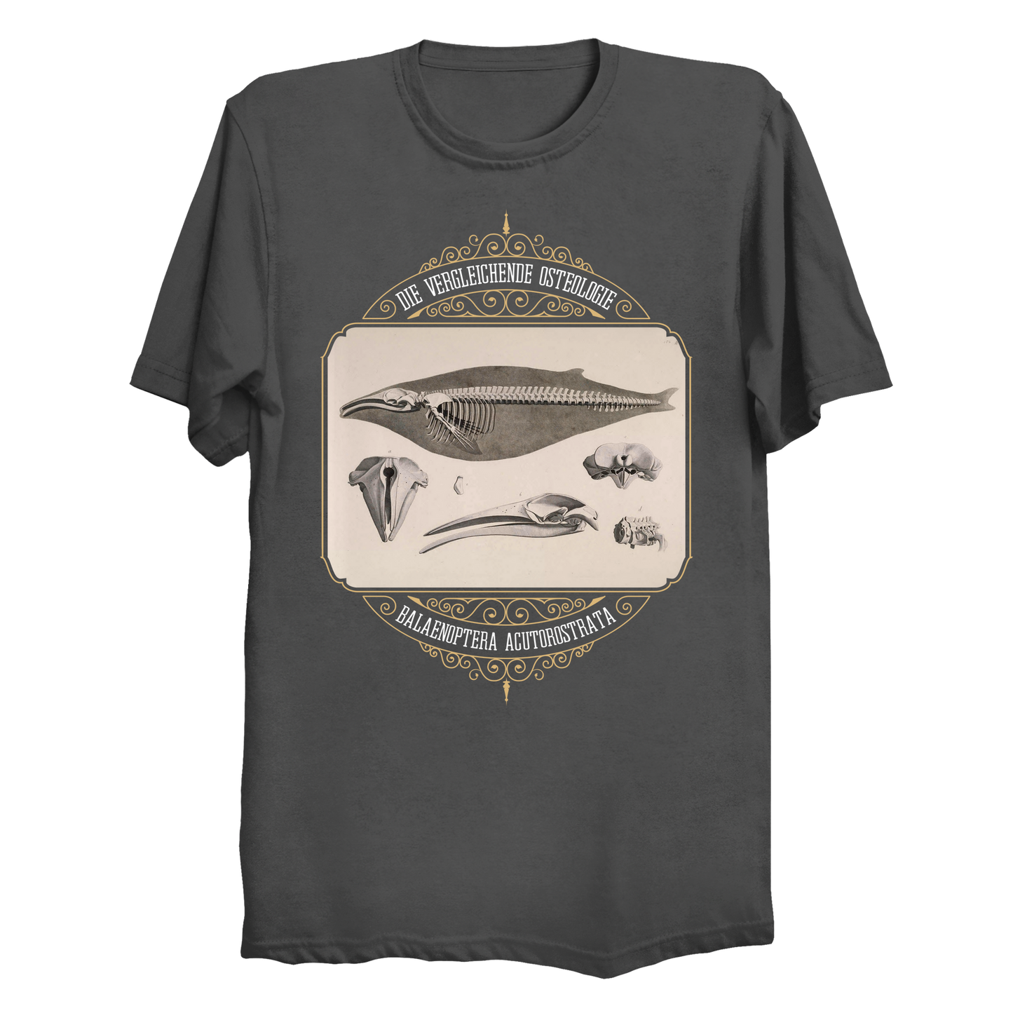 Common Minke Whale Osteology Big & Tall T-Shirt (3XL-6XL)