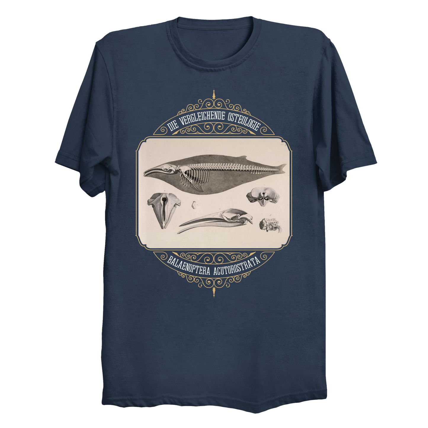 Common Minke Whale Osteology Big & Tall T-Shirt (3XL-6XL)