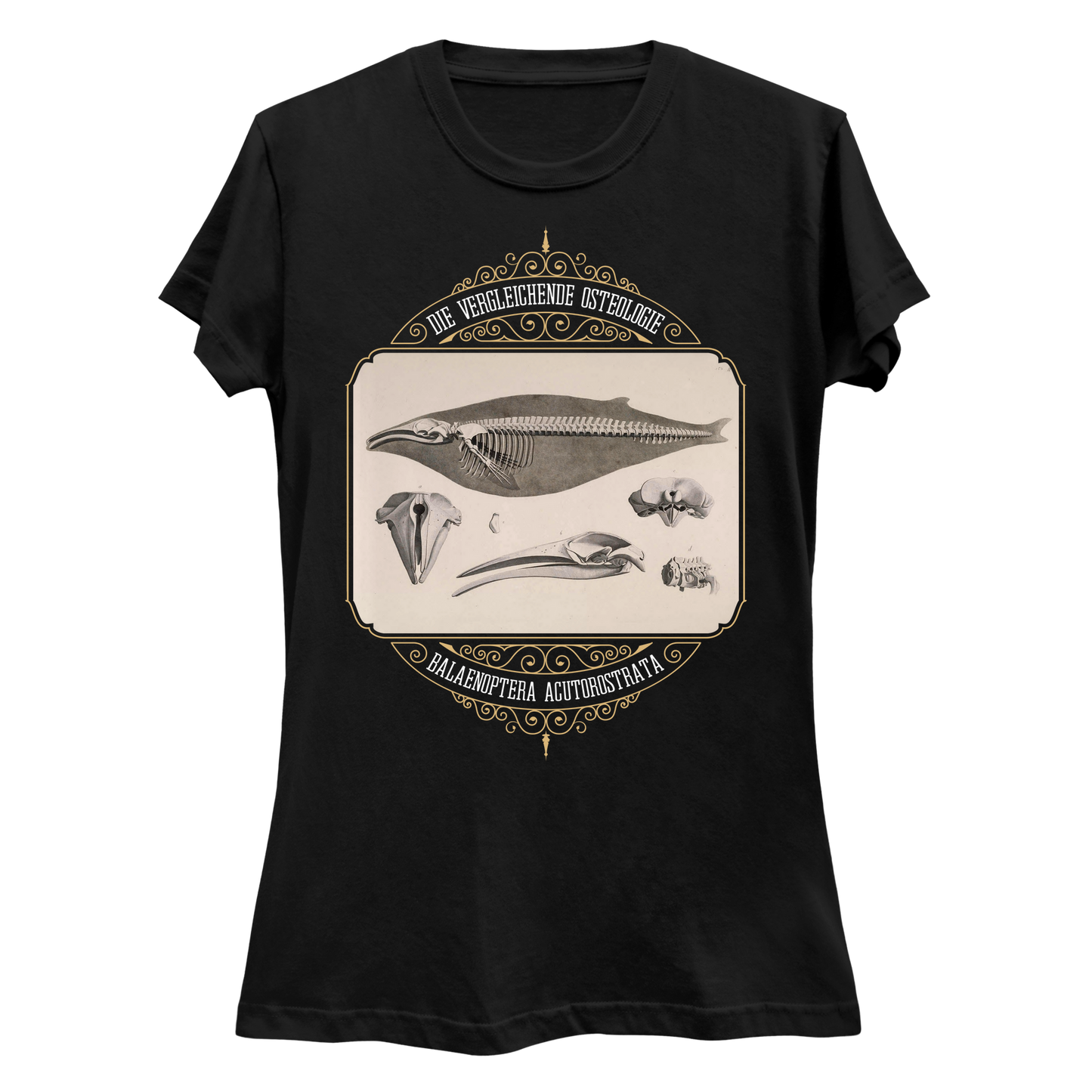 Common Minke Whale Osteology Women's Slim Fit T-Shirt