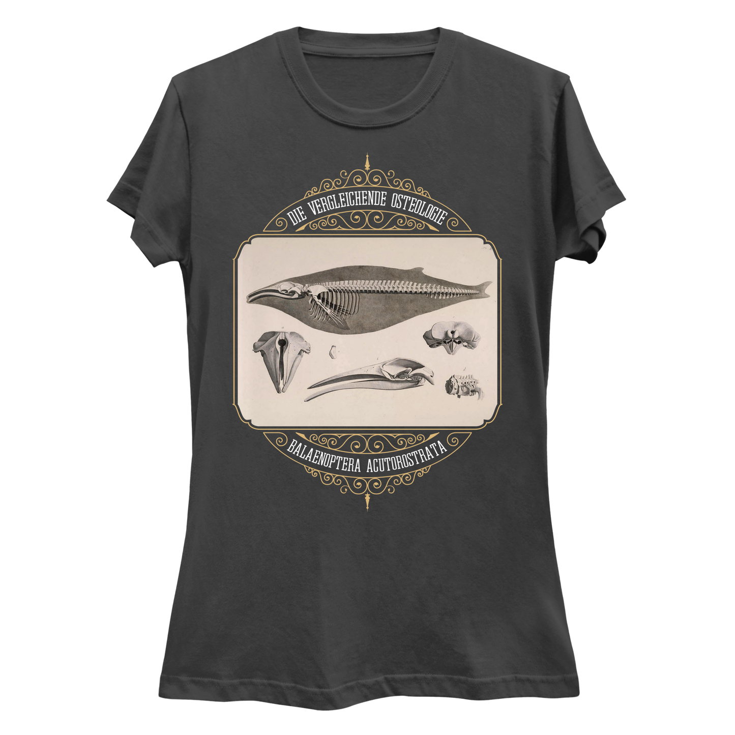 Common Minke Whale Osteology Women's Slim Fit T-Shirt