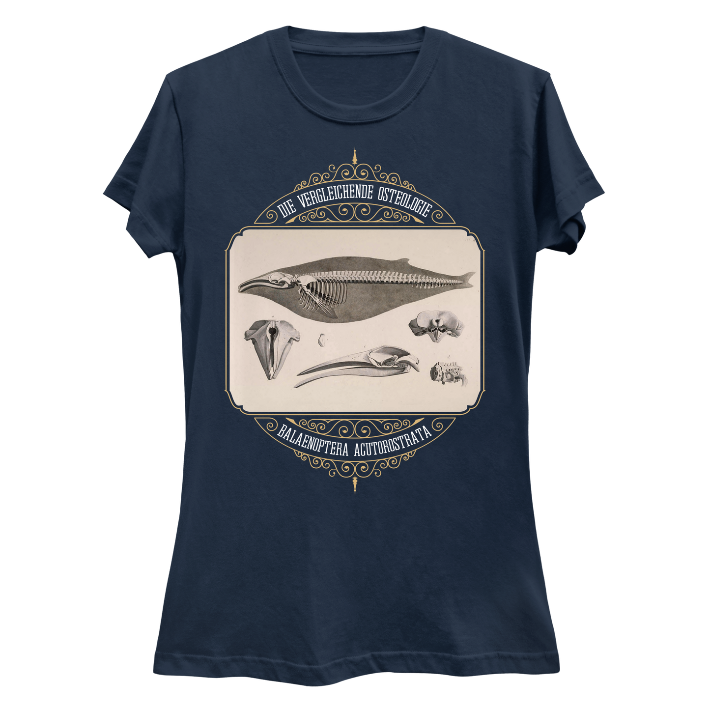 Common Minke Whale Osteology Women's Slim Fit T-Shirt