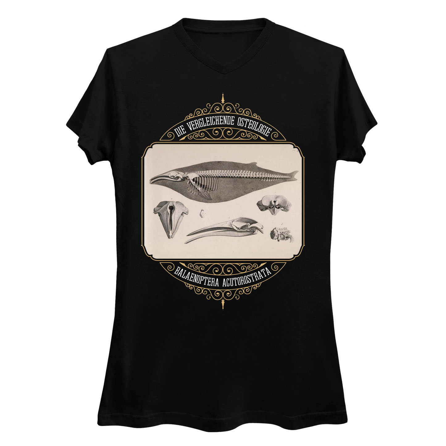 Common Minke Whale Osteology Women's V-Neck