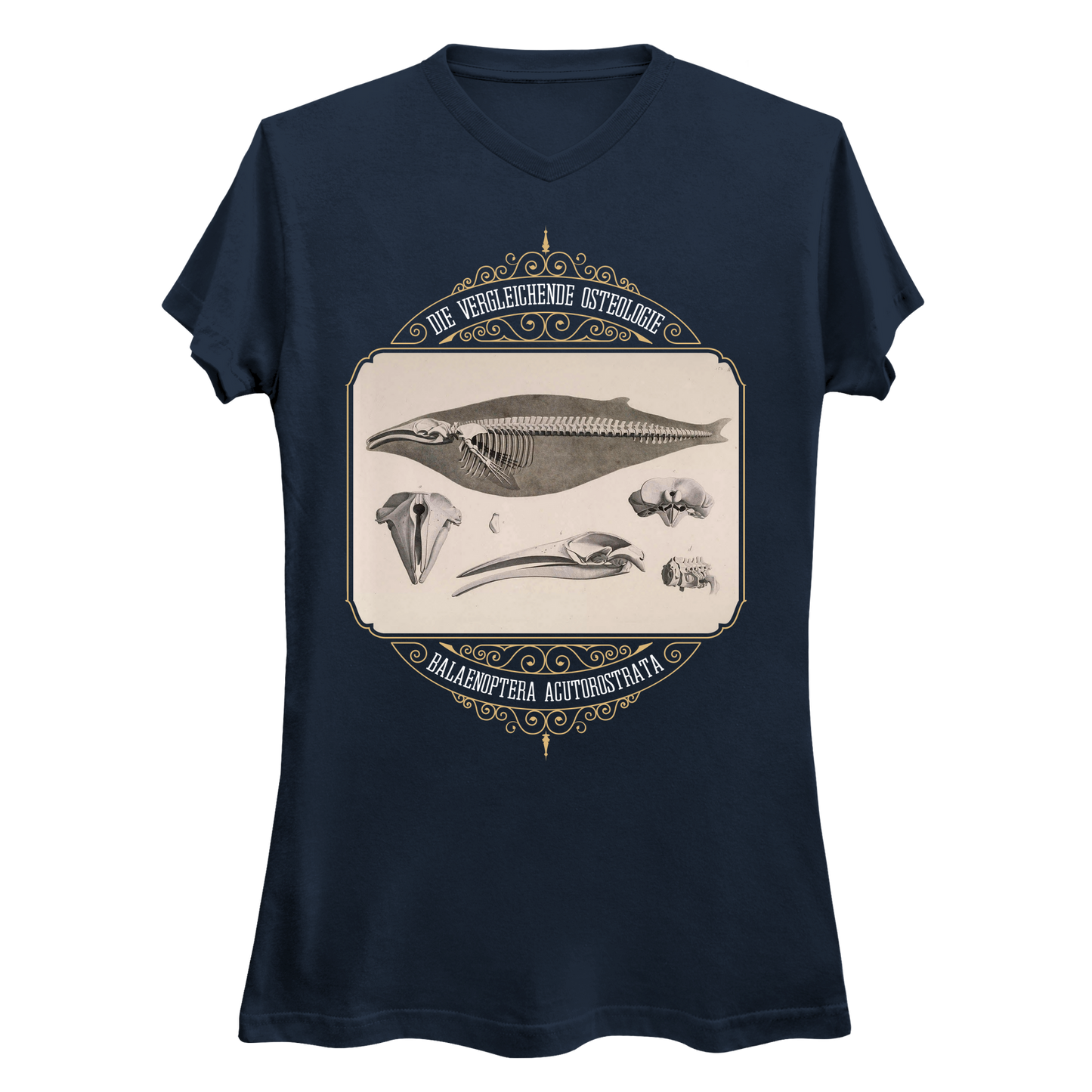 Common Minke Whale Osteology Women's V-Neck